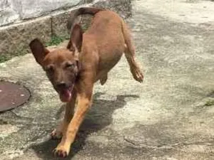 Cachorro raça SDR idade 2 a 6 meses nome Zoe