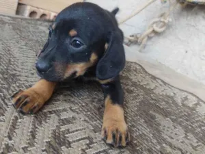 Cachorro raça Indefinida  idade 2 a 6 meses nome Xena 