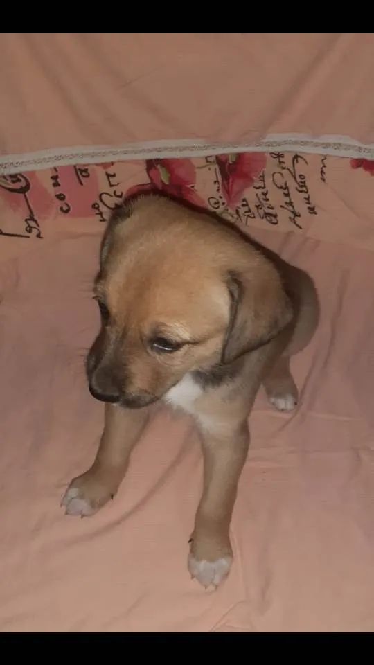 Cachorro ra a Viralata+filla idade Abaixo de 2 meses nome Jujuba, marloy etc..