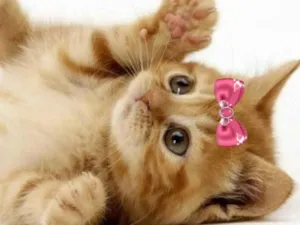 Gato raça Mestiça  idade 2 a 6 meses nome Sofia 