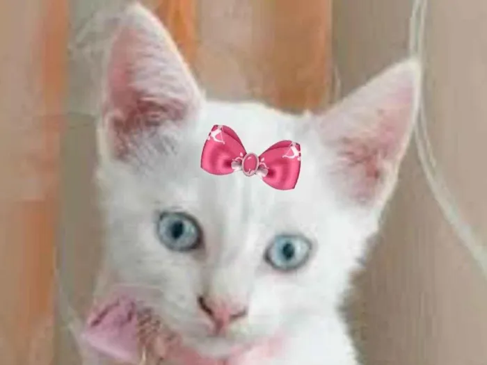 Gato ra a Mestiça  idade 2 a 6 meses nome Luna 