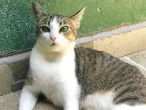 Gato raça srd idade 1 ano nome Pupunha