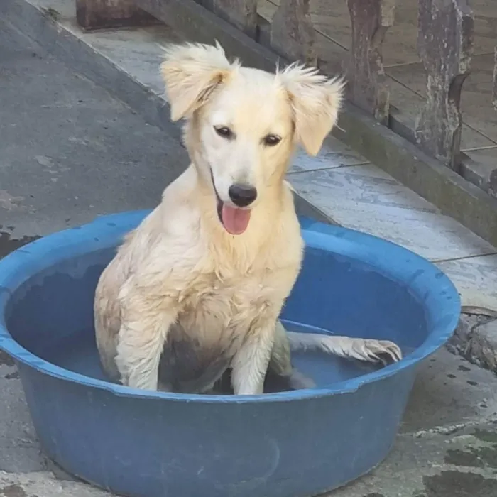 Cachorro ra a Srd idade 7 a 11 meses nome CHENIN