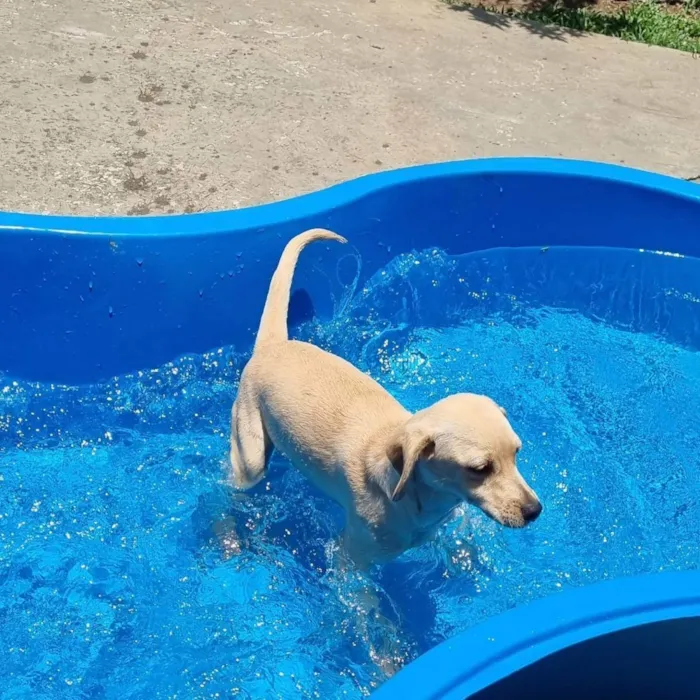 Cachorro ra a SRD idade 7 a 11 meses nome BLANC