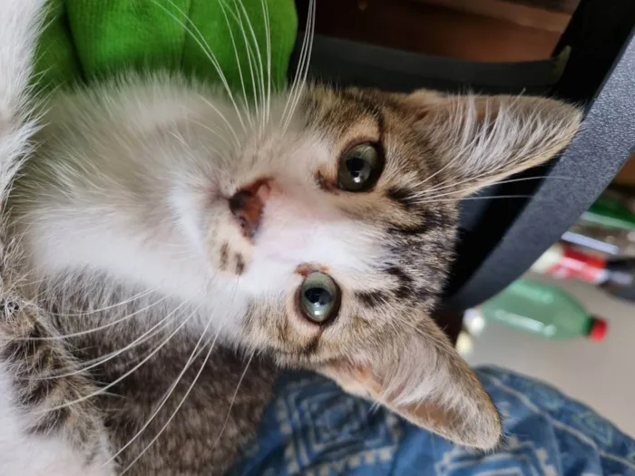 Gato ra a Felino SRD idade 2 a 6 meses nome Valente