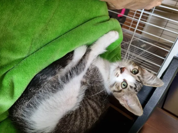 Gato ra a Felino SRD idade 2 a 6 meses nome Valente