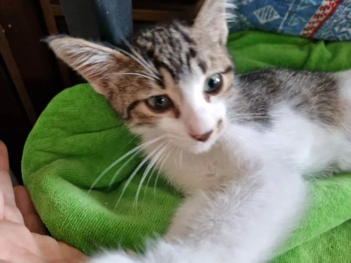 Gato ra a Felino SRD idade 2 a 6 meses nome Valente