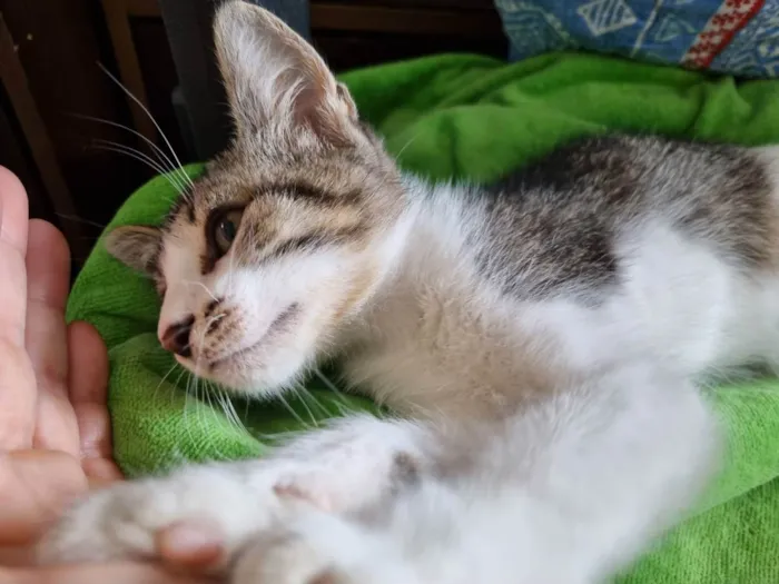 Gato ra a Felino SRD idade 2 a 6 meses nome Valente