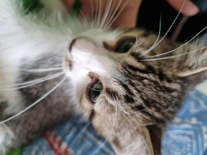 Gato ra a Felino SRD idade 2 a 6 meses nome Valente