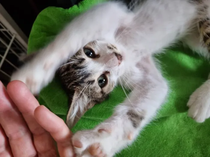 Gato ra a Felino SRD idade 2 a 6 meses nome Valente