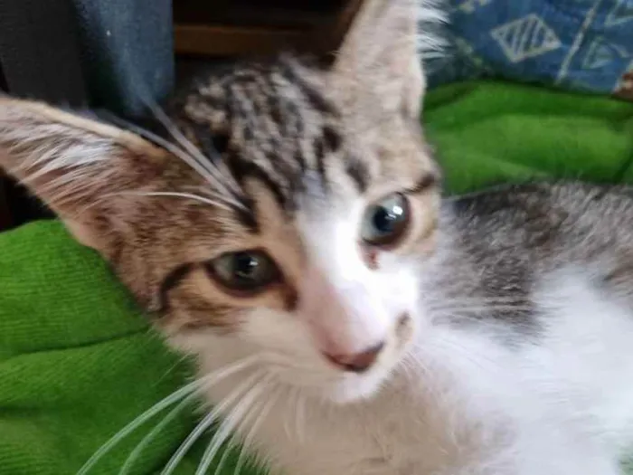 Gato ra a Felino SRD idade 2 a 6 meses nome Valente