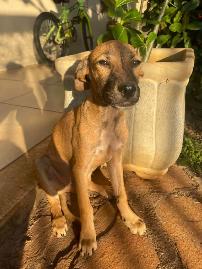 Cachorro ra a SRD idade 2 a 6 meses nome Gengibre 