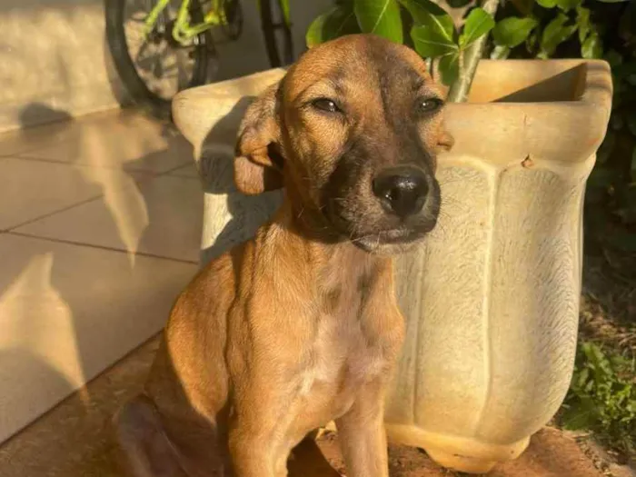 Cachorro ra a SRD idade 2 a 6 meses nome Gengibre 