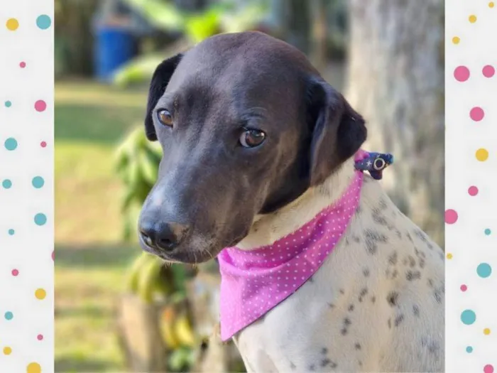 Cachorro ra a Srd idade 7 a 11 meses nome NANI