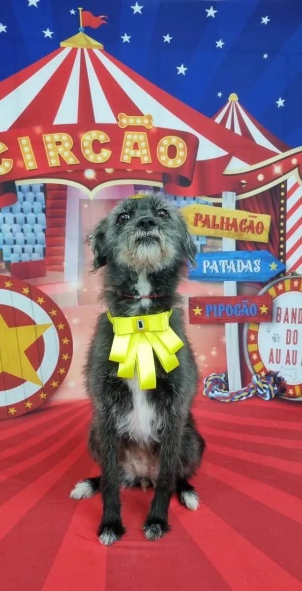 Cachorro ra a Vira lata misturado com poddle idade 5 anos nome Nina 