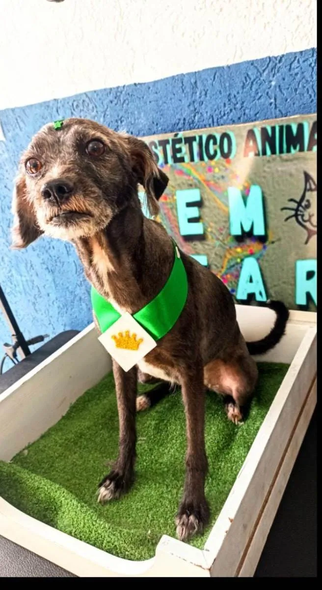 Cachorro ra a Vira lata misturado com poddle idade 5 anos nome Nina 