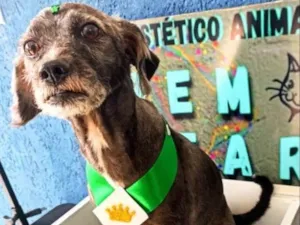 Cachorro raça Vira lata misturado com poddle idade 5 anos nome Nina 