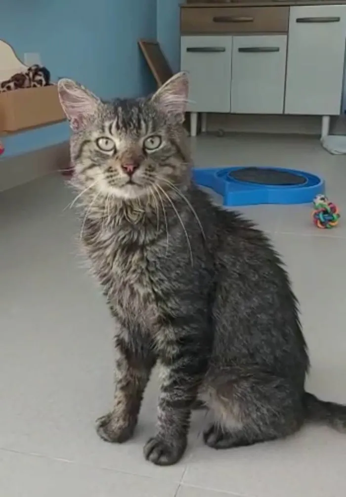 Gato ra a Srd idade 1 ano nome Iron