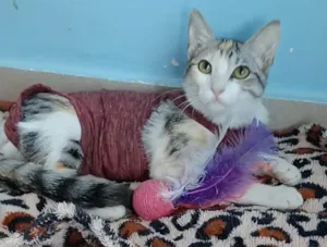 Gato raça Srd idade 1 ano nome Penélope 