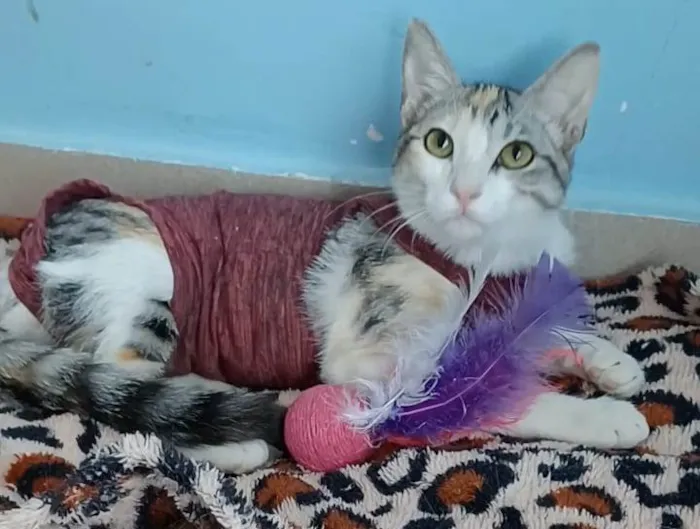 Gato ra a Srd idade 1 ano nome Penélope 