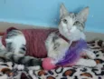 Penélope