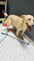 Cachorro raça  Vira-lata mistura de labrador idade 7 a 11 meses nome Pipoca
