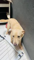 Cachorro raça  Vira-lata mistura de labrador idade 7 a 11 meses nome Pipoca