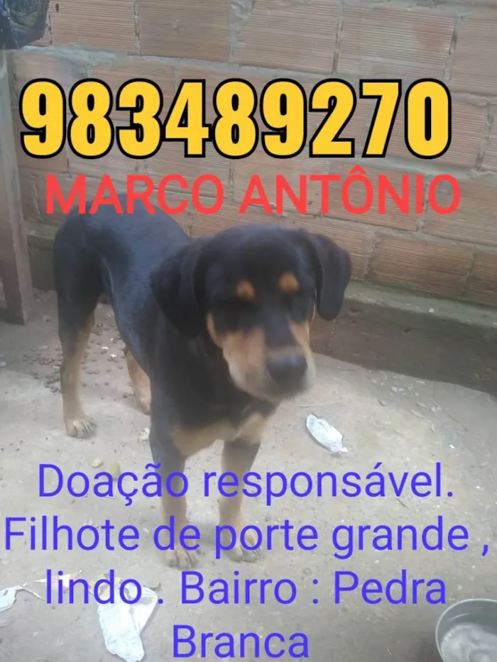 Cachorro ra a rottweiler idade 1 ano nome Betholven