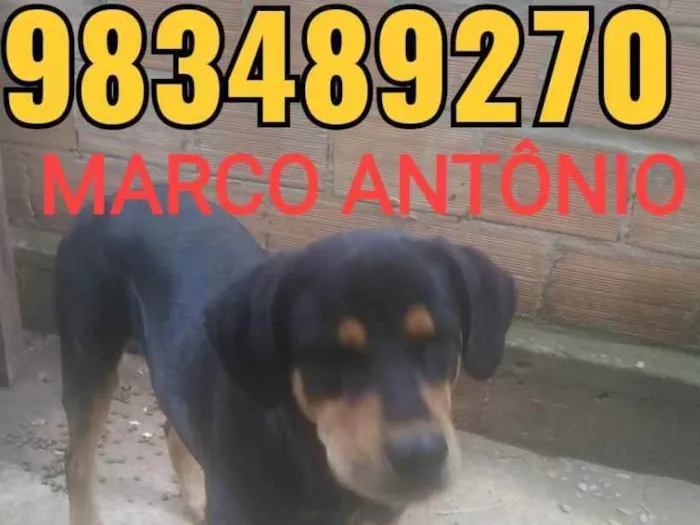 Cachorro ra a rottweiler idade 1 ano nome Betholven