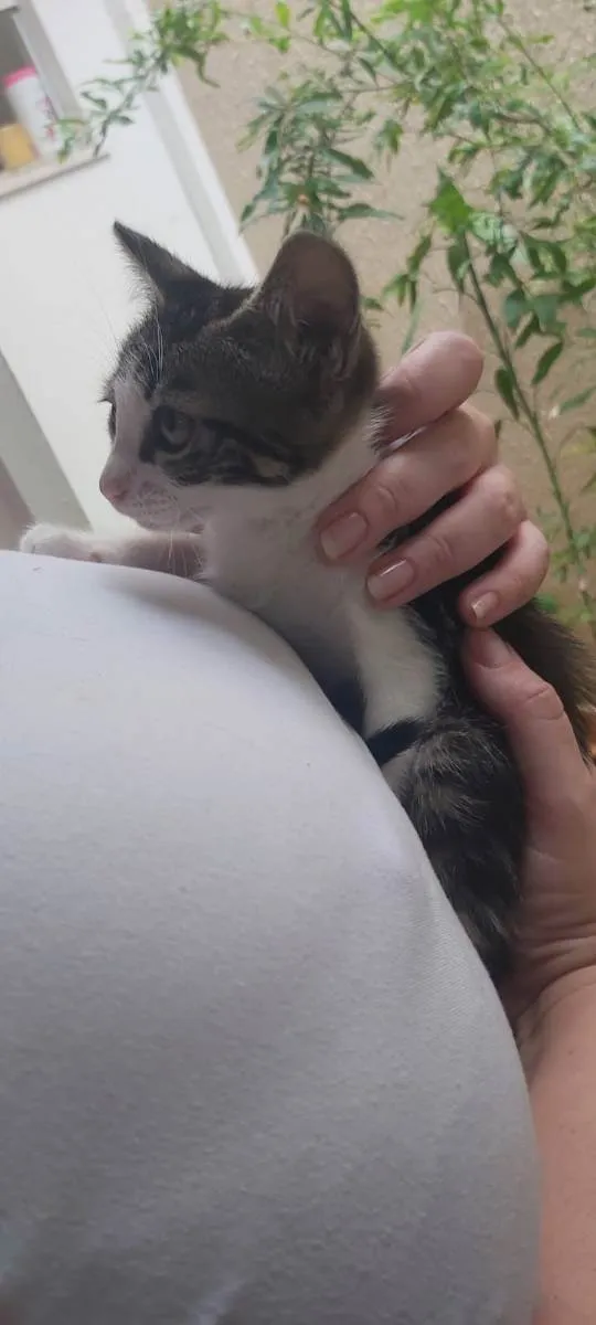 Gato ra a SRF idade 2 a 6 meses nome sem nome