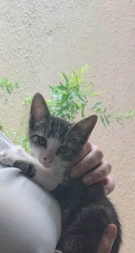 Gato ra a SRF idade 2 a 6 meses nome sem nome