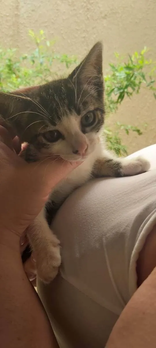 Gato ra a SRF idade 2 a 6 meses nome sem nome