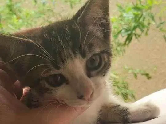 Gato ra a SRF idade 2 a 6 meses nome sem nome