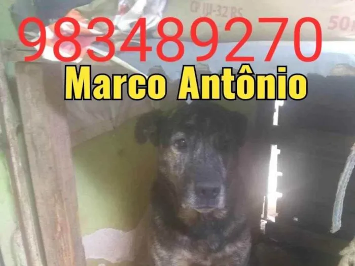 Cachorro ra a Fila idade 5 anos nome Chiara