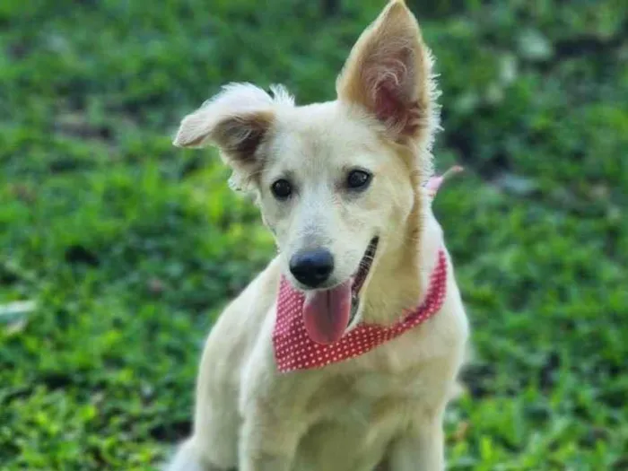 Cachorro ra a Srd idade 7 a 11 meses nome CHENIN