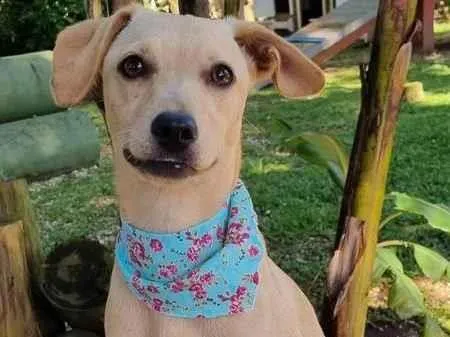 Cachorro ra a SRD idade 7 a 11 meses nome BLANC