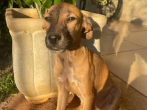 Cachorro raça SRD idade 2 a 6 meses nome Gengibre 