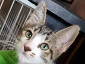 Gato raça Felino SRD idade 2 a 6 meses nome Valente