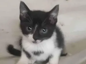 Gato raça Srd idade 2 a 6 meses nome Dora, Filó e Pepe