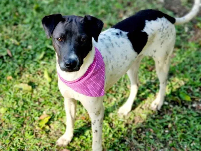 Cachorro ra a Srd idade 7 a 11 meses nome NANI