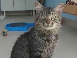 Gato raça Srd idade 1 ano nome Iron