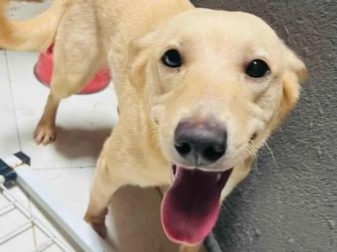 Cachorro raça  Vira-lata mistura de labrador idade 7 a 11 meses nome Pipoca