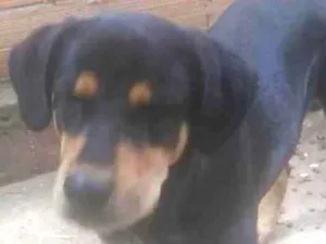 Cachorro raça rottweiler idade 1 ano nome Betholven