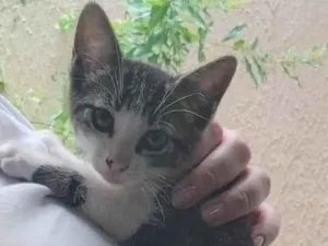 Gato raça SRF idade 2 a 6 meses nome sem nome