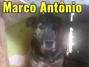 Cachorro raça Fila idade 5 anos nome Chiara