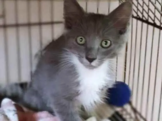 Gato raça SRD ( SEM RACA DEFINIDA) idade 2 a 6 meses nome KYLE