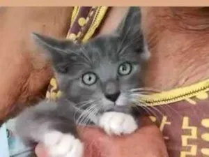 Gato raça SRD ( SEM RACA DEFINIDA) idade 2 a 6 meses nome KYLE