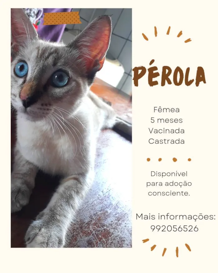 Gato ra a Não sei  idade 2 a 6 meses nome Pretinho e pérola