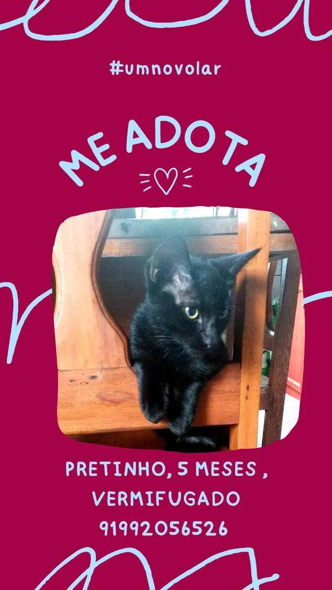 Gato ra a Não sei idade 2 a 6 meses nome Pretinho