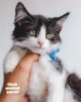ALEK
